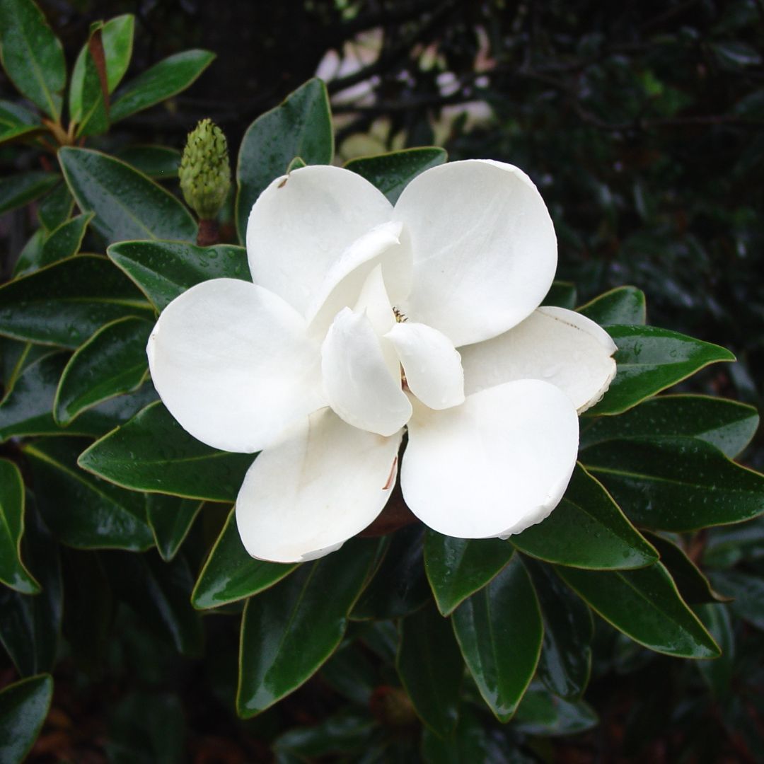 Magnolia Little Gem 200mm