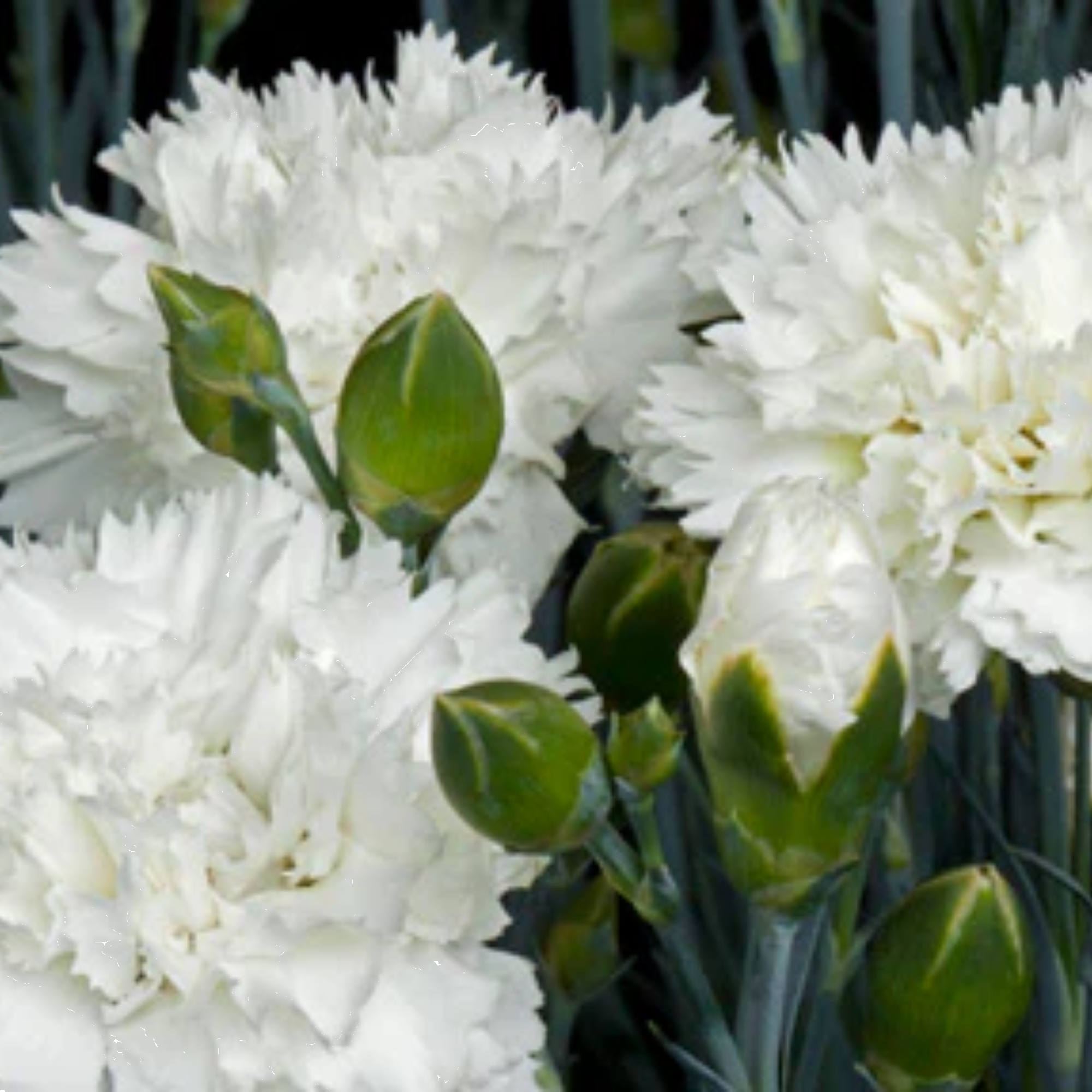 Dianthus Memories 140mm