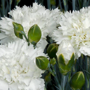 Dianthus Memories 140mm