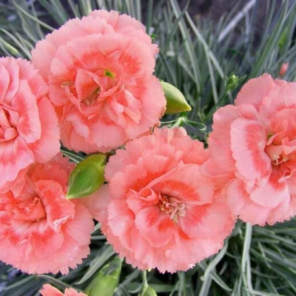 Dianthus Romance 140mm