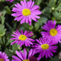 Brachyscome Fresco Candy 140mm