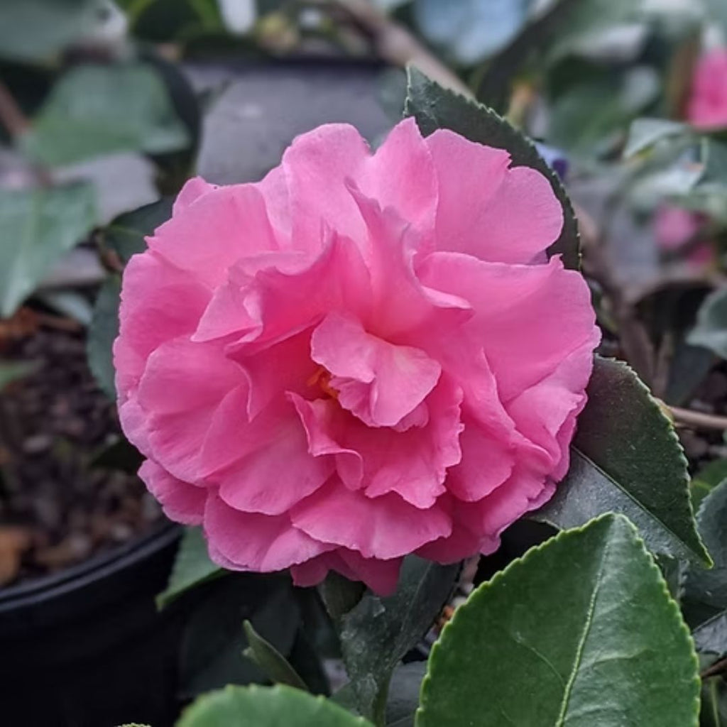 Camellia Marge Miller 180mm