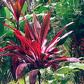 Cordyline Firestorm 200mm