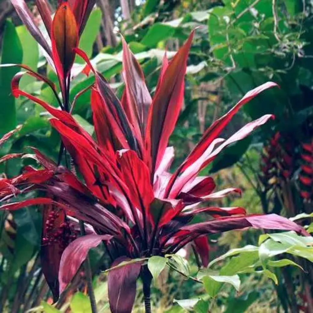 Cordyline Firestorm 200mm