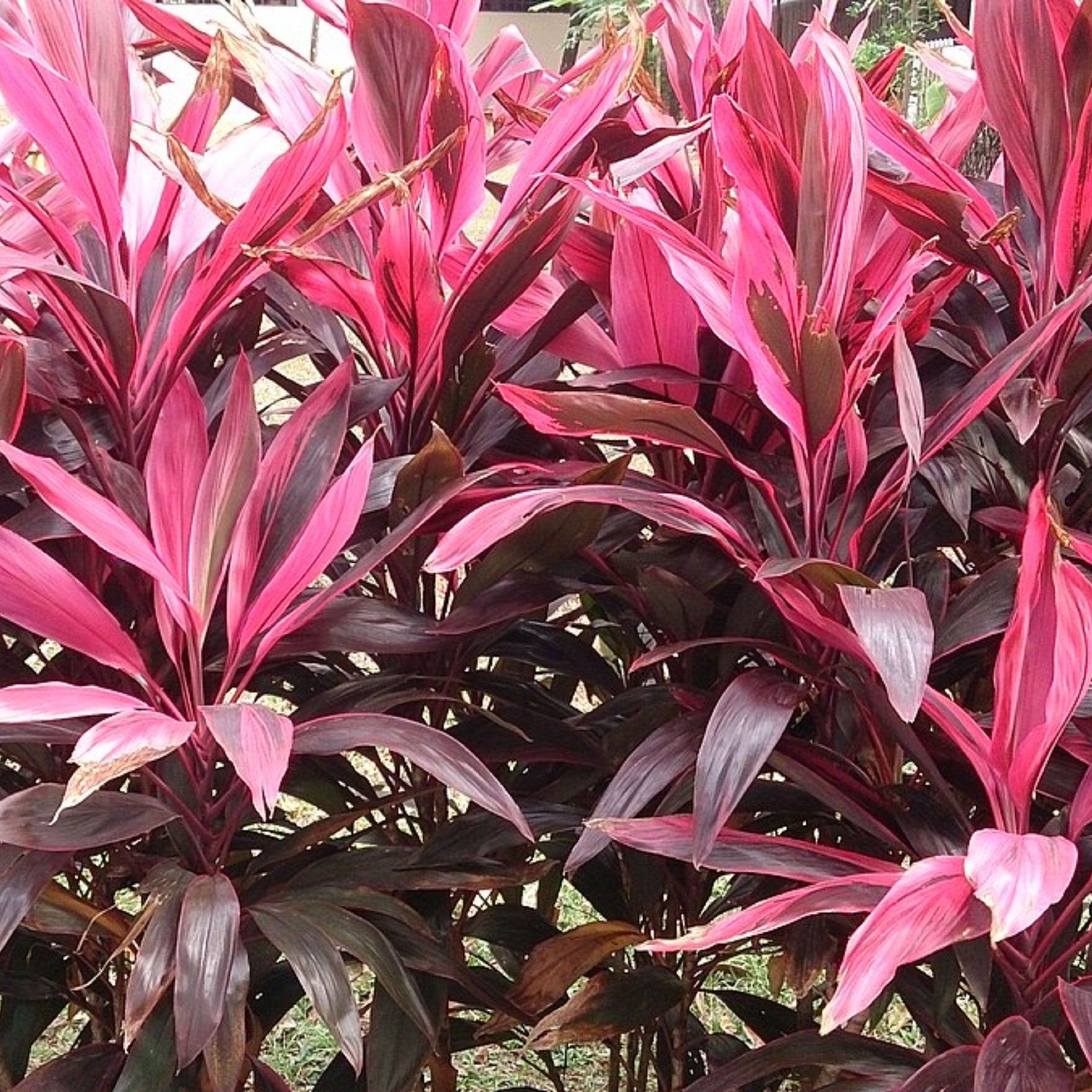 Cordyline Firebrand 200mm