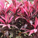 Load image into Gallery viewer, Cordyline Firebrand 200mm
