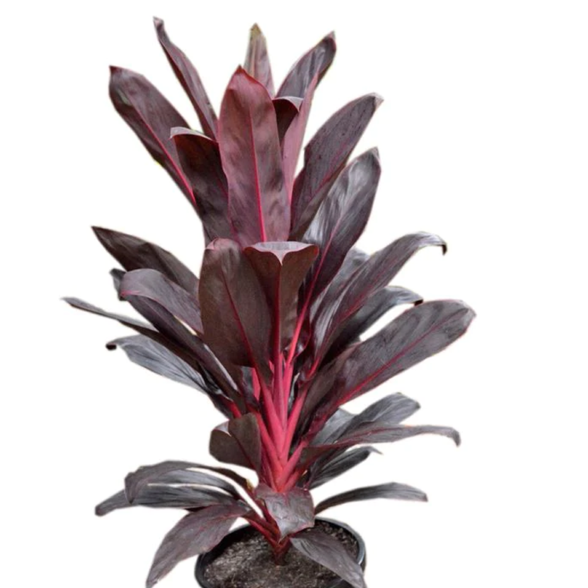 Cordyline Firebrand 200mm