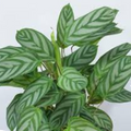 Ctenanthe Setosa 300mm