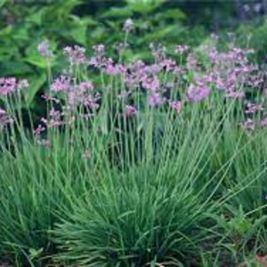 Tulbaghia 140mm