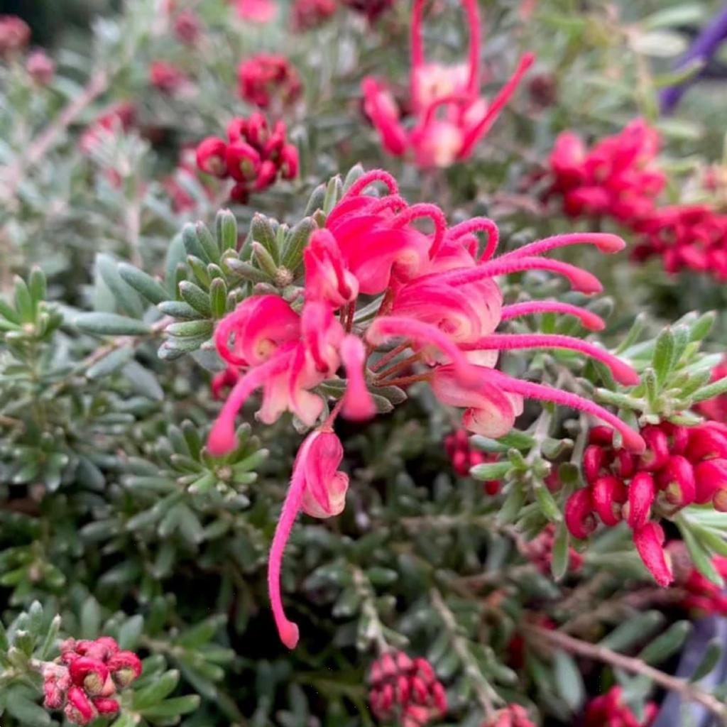 Grevillea Winter Delight 140mm