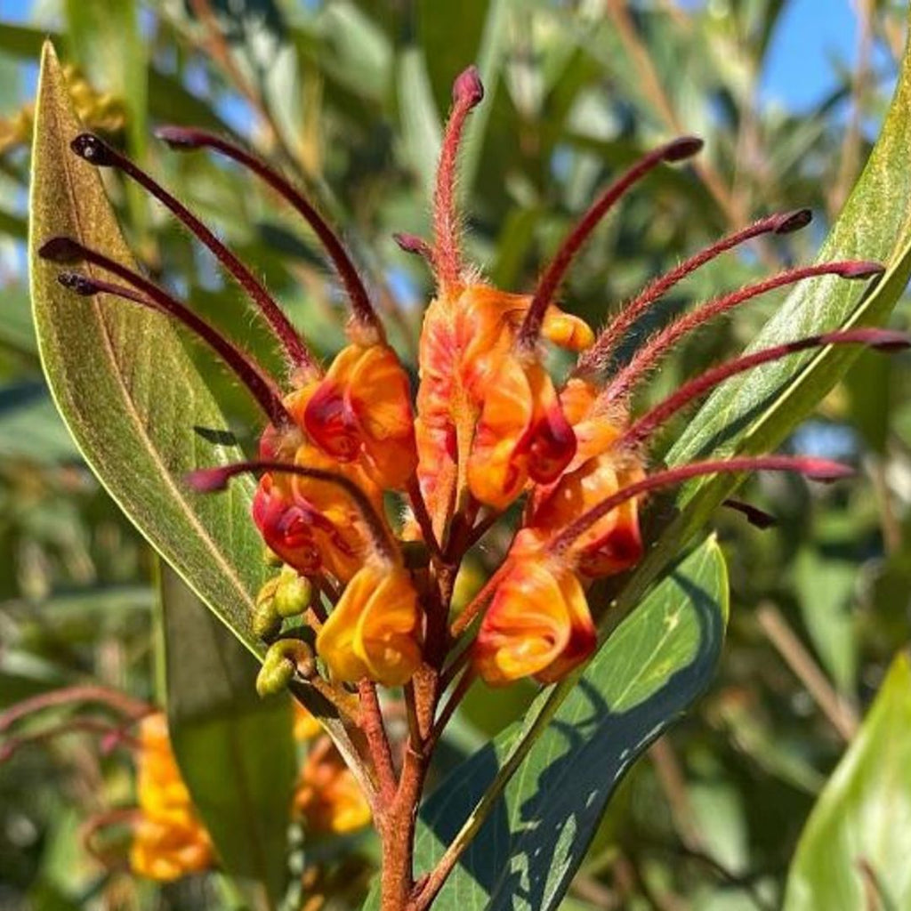 Grevillea Orange Marmalade 200mm