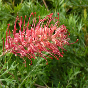 Grevillea Robyn Gordon 200mm