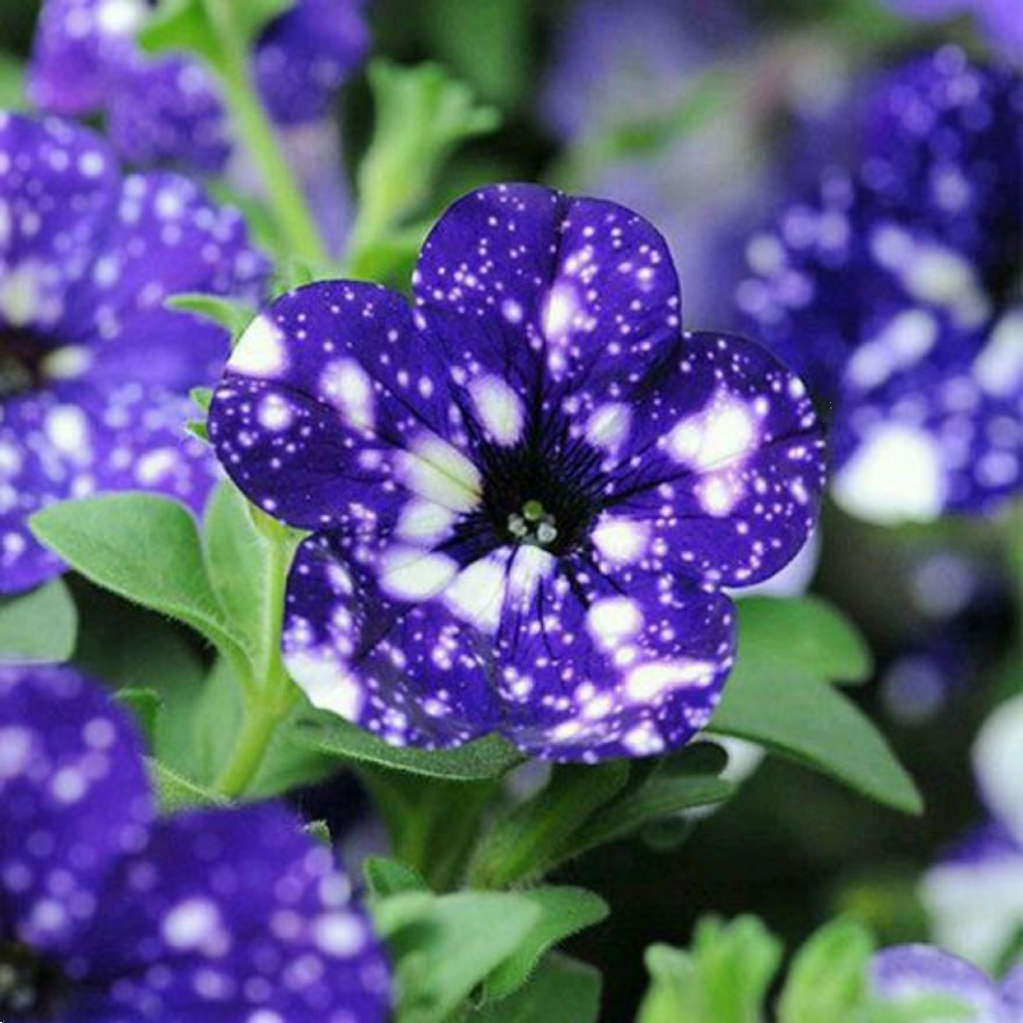Petunia Night Sky 140mm