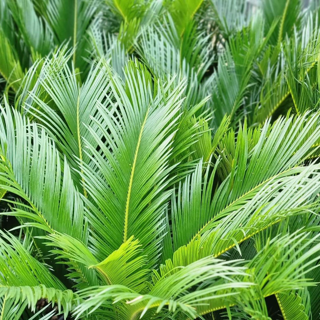 Cycad Revoluta 200mm