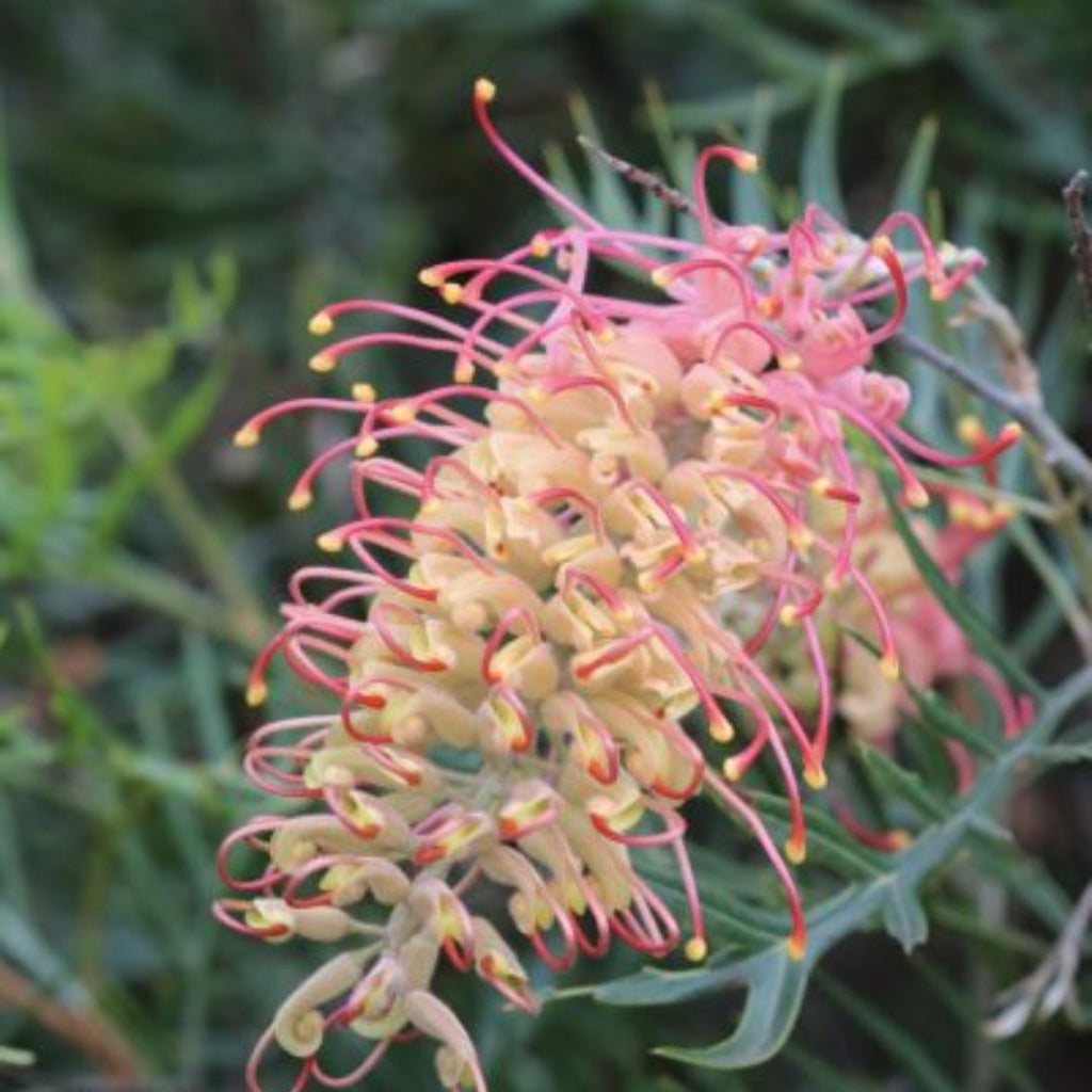 Grevillea Coconut Ice 140mm