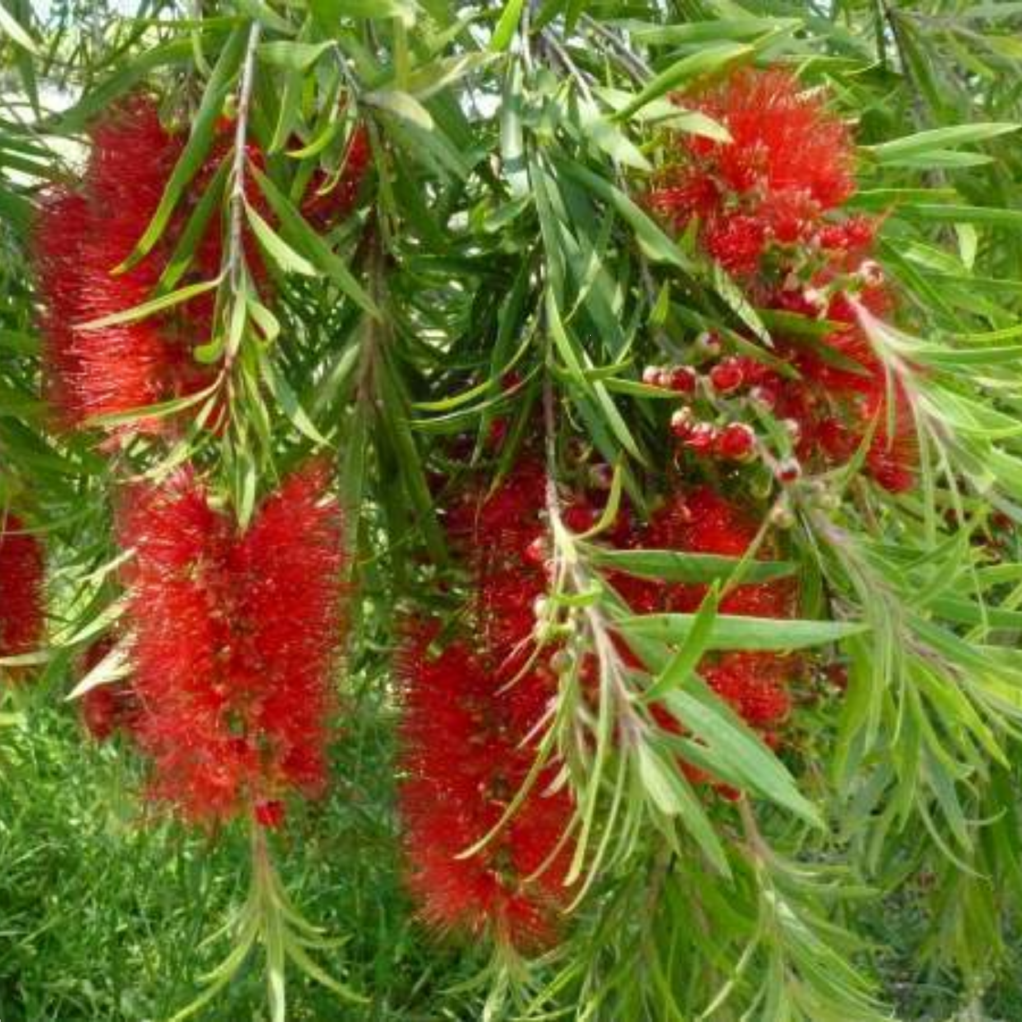 Callistemon Dawson River 200mm