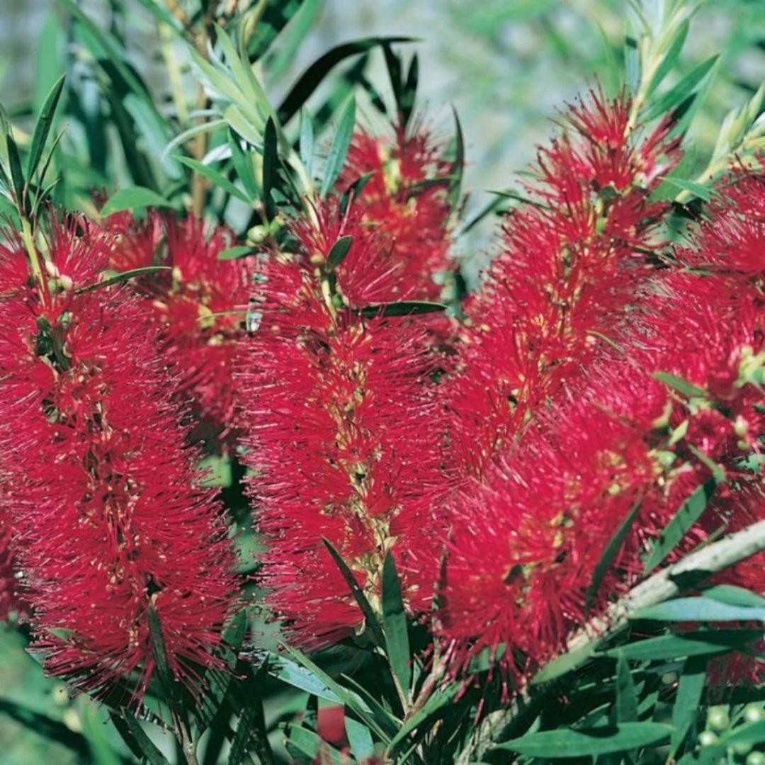 Callistemon Kings Park Special