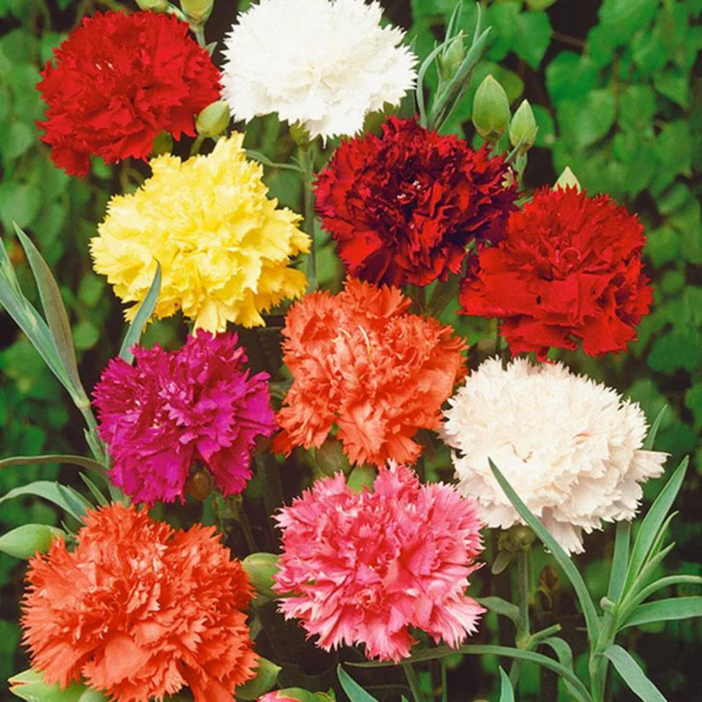 Carnation Dwarf 130mm