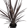 Phormium Bronze Warrior 200mm