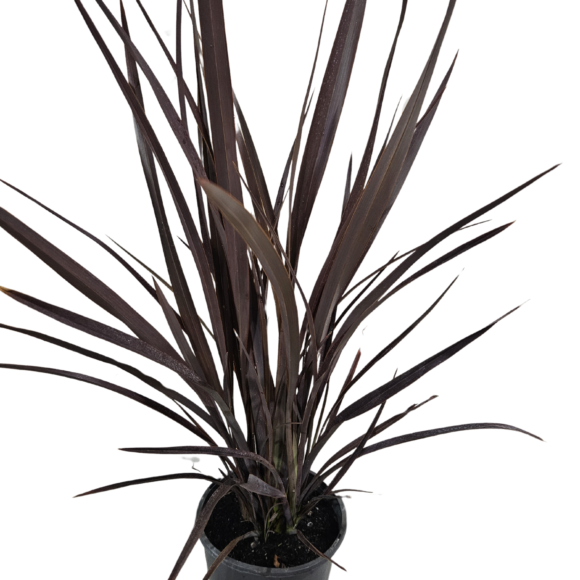 Phormium Bronze Warrior 200mm
