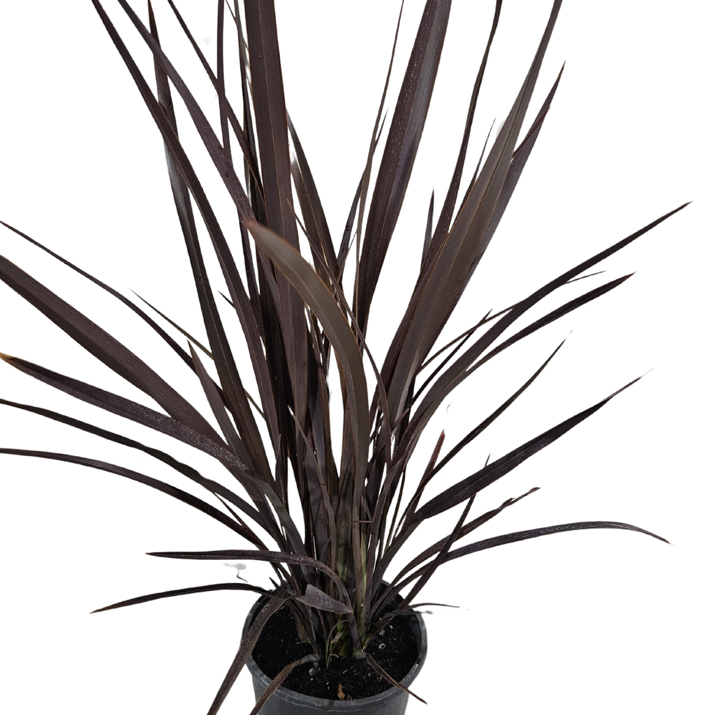 Phormium Bronze Warrior 200mm