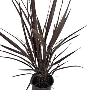 Phormium Bronze Warrior 200mm