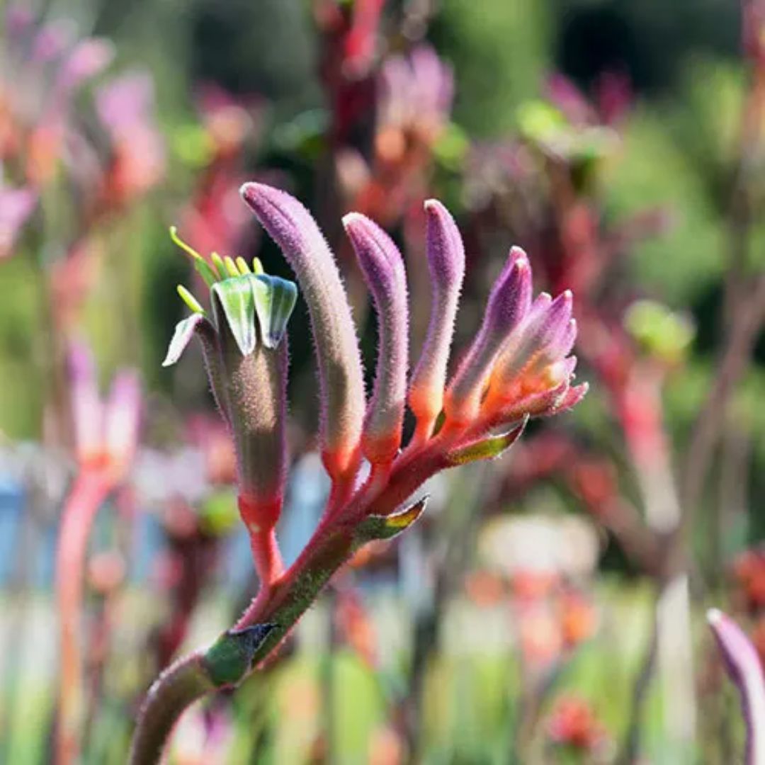 Anigozanthos King Park Royale 140mm