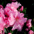 Azalea 125mm