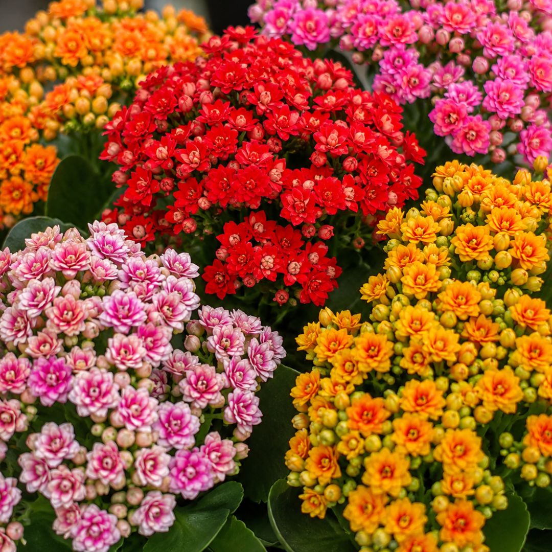 Kalanchoe 140mm