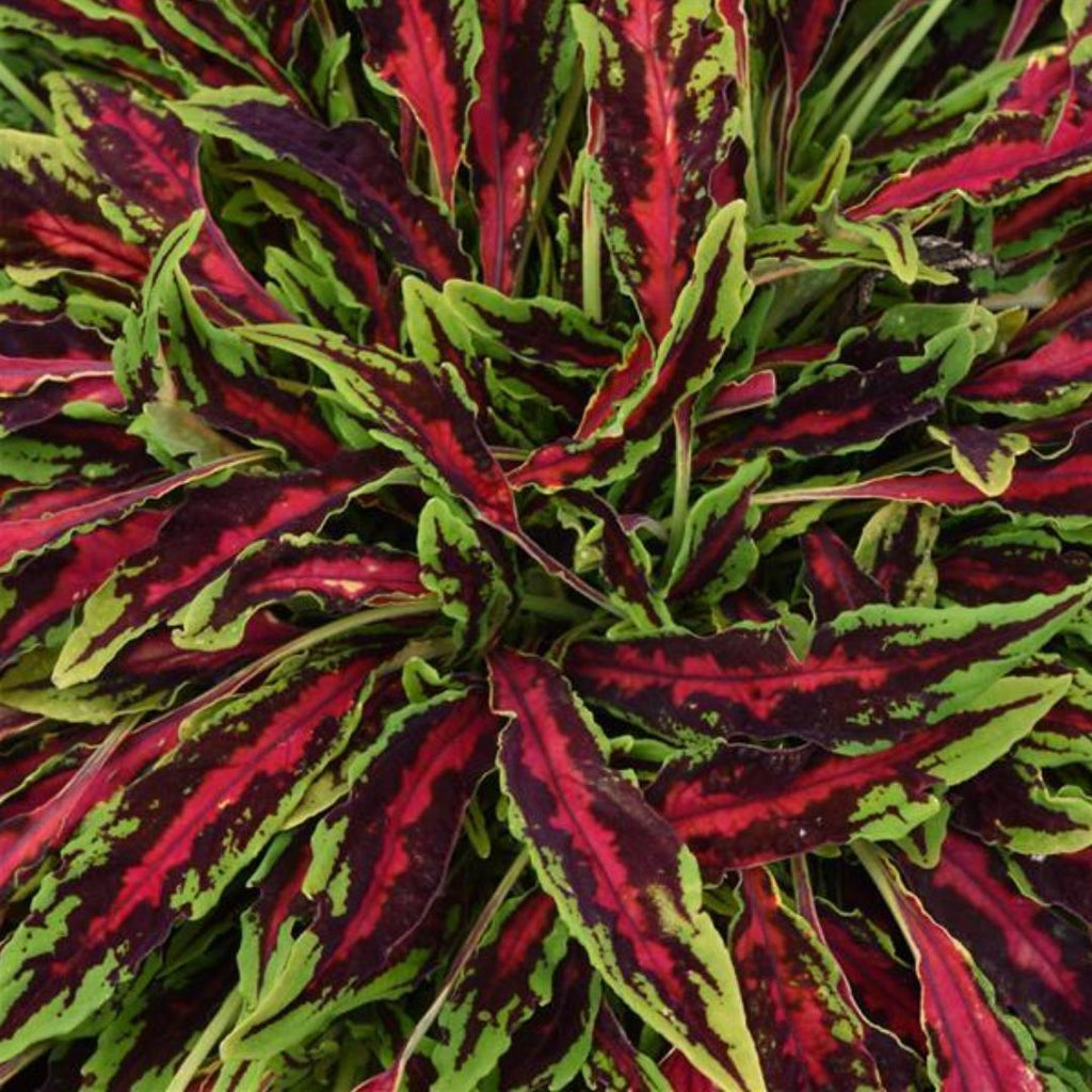 Coleus Spitfire 125mm