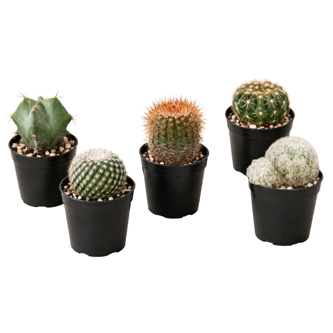 Cacti 165mm