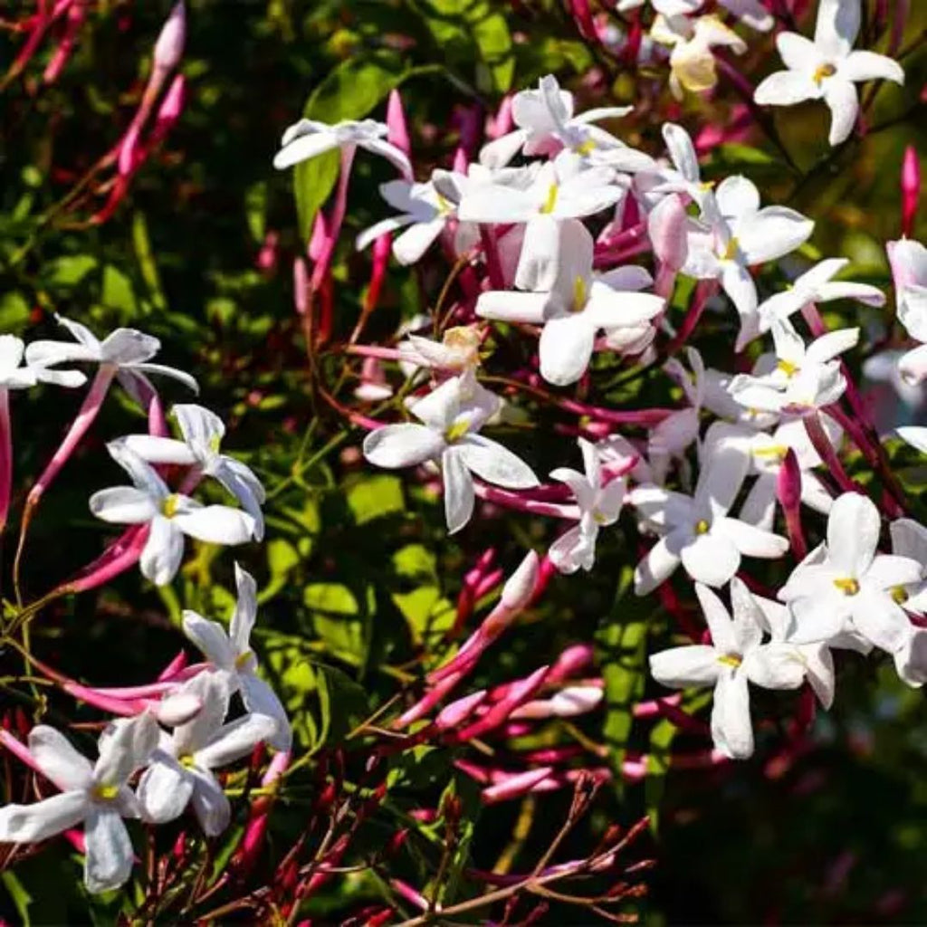 Jasmine Polyanthum 140mm