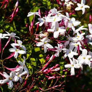 Jasmine Polyanthum 140mm