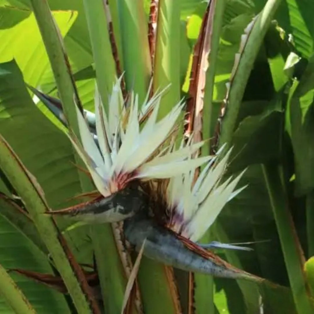 Strelitzia Nicolai 200mm