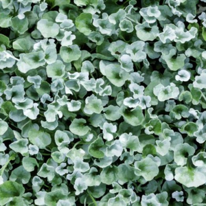 Dichondra Silver Falls 125mm