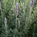 Lavender Dentata French Lavender 140mm