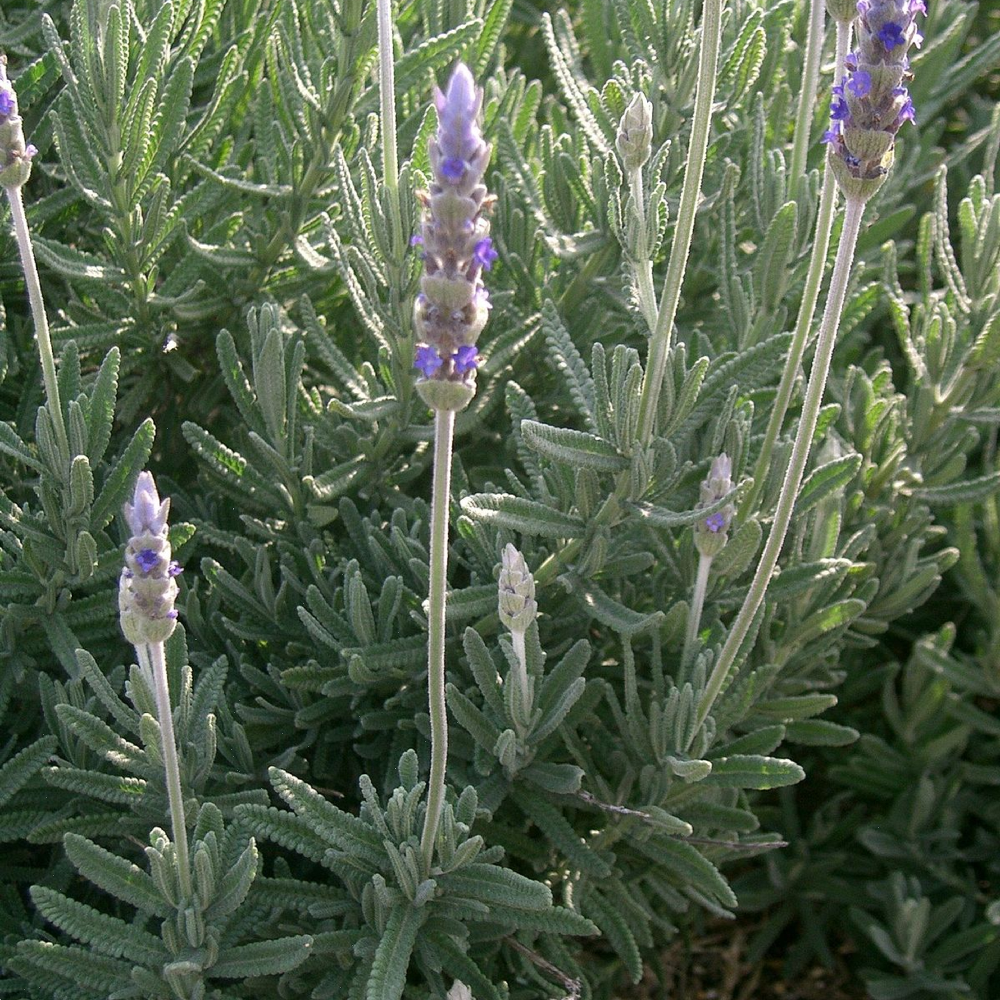 Lavender Dentata French Lavender 140mm