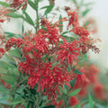 Grevillea Lady 'o' 140mm