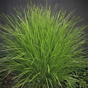 Lomandra Lime Tuff 140mm.