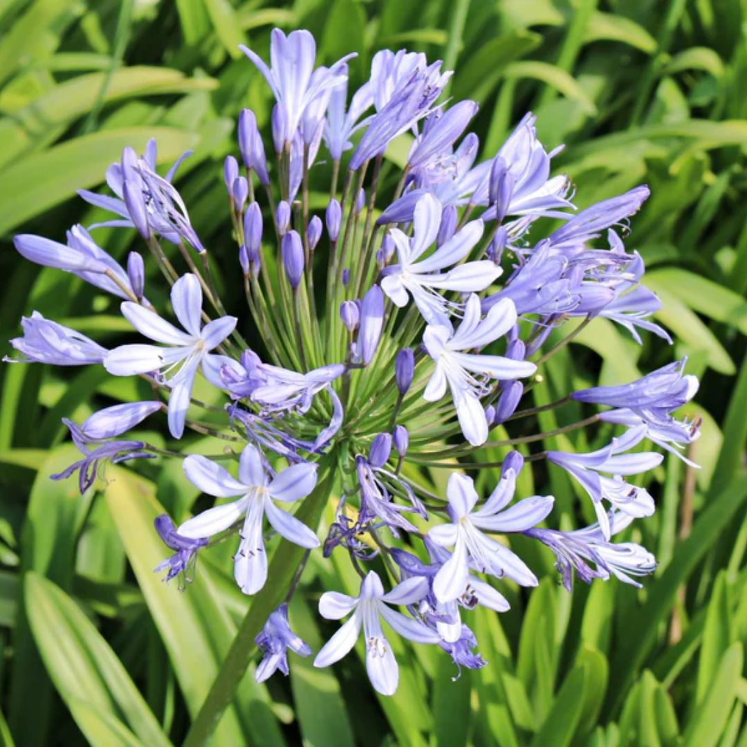 Agapanthus Periwinkle 140mm