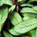 Ctenanthe Setosa 200mm