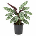 Ctenanthe Grey Star 300mm