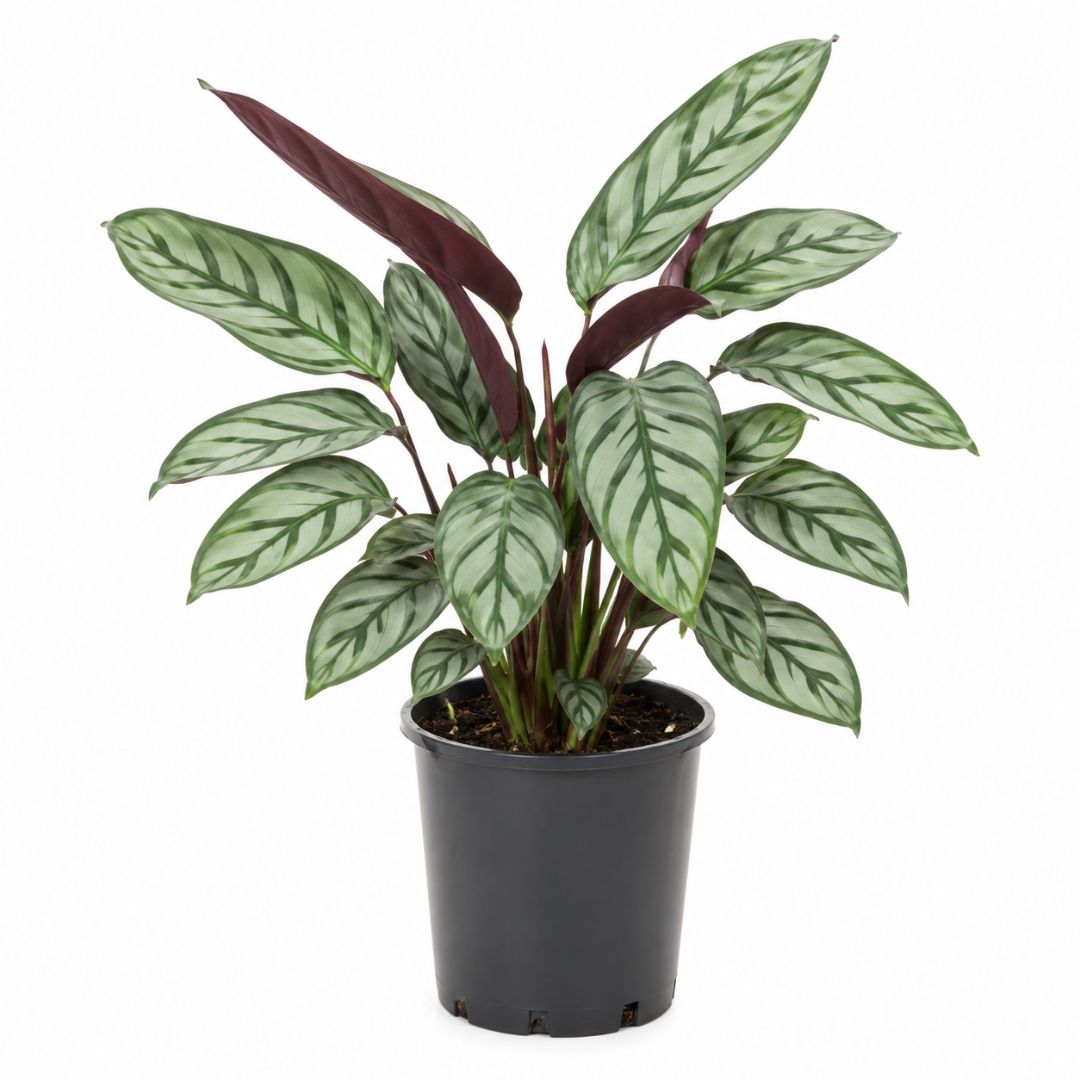 Ctenanthe Grey Star 300mm