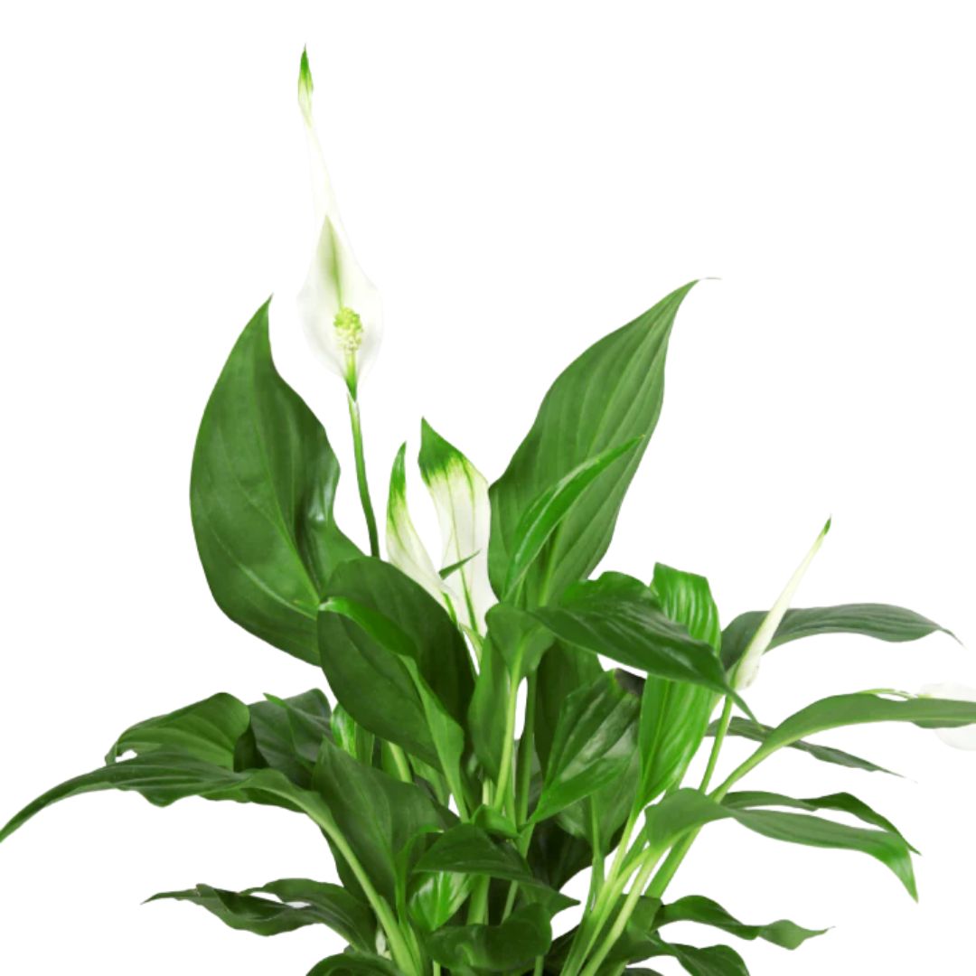 Spathiphyllum Sweet Sabastiano 200mm