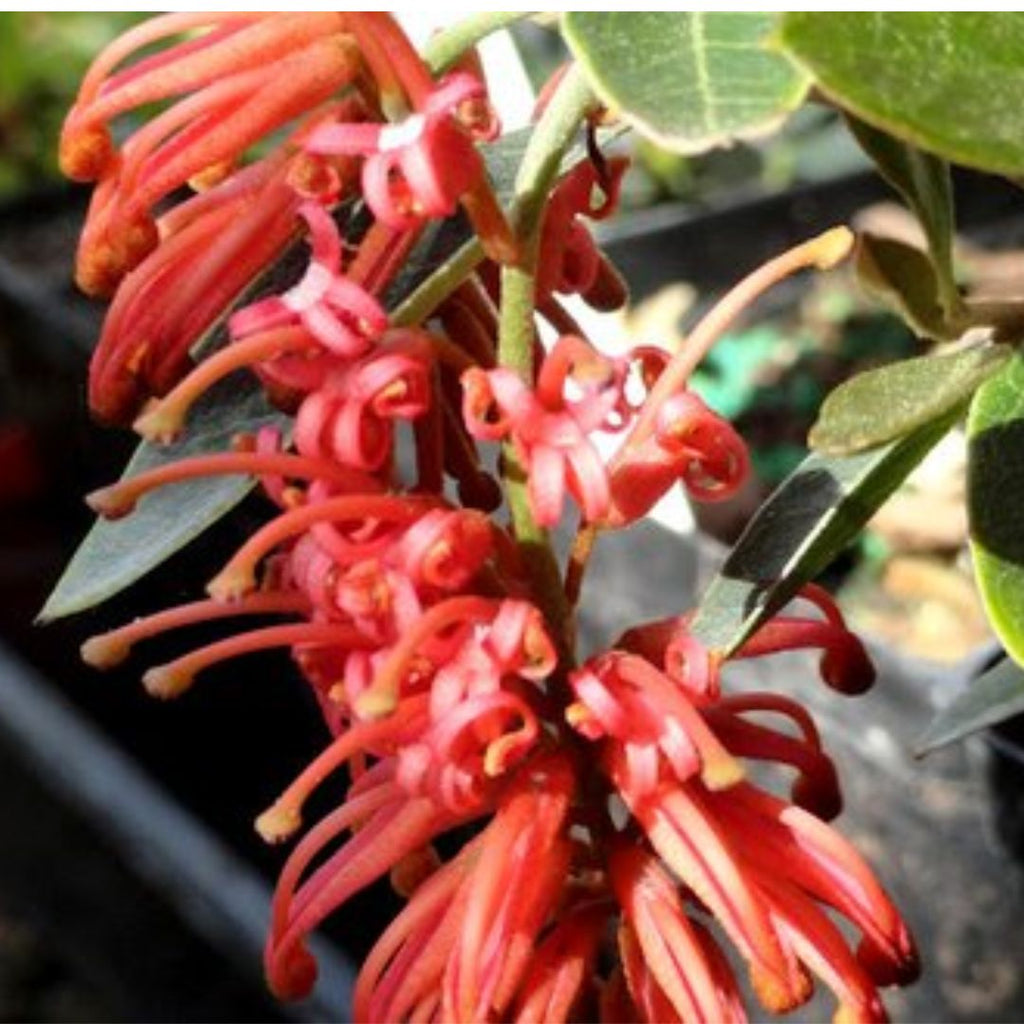 Grevillea Murray Queen 200mm