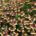Nemesia Rhubarb Custard 140mm