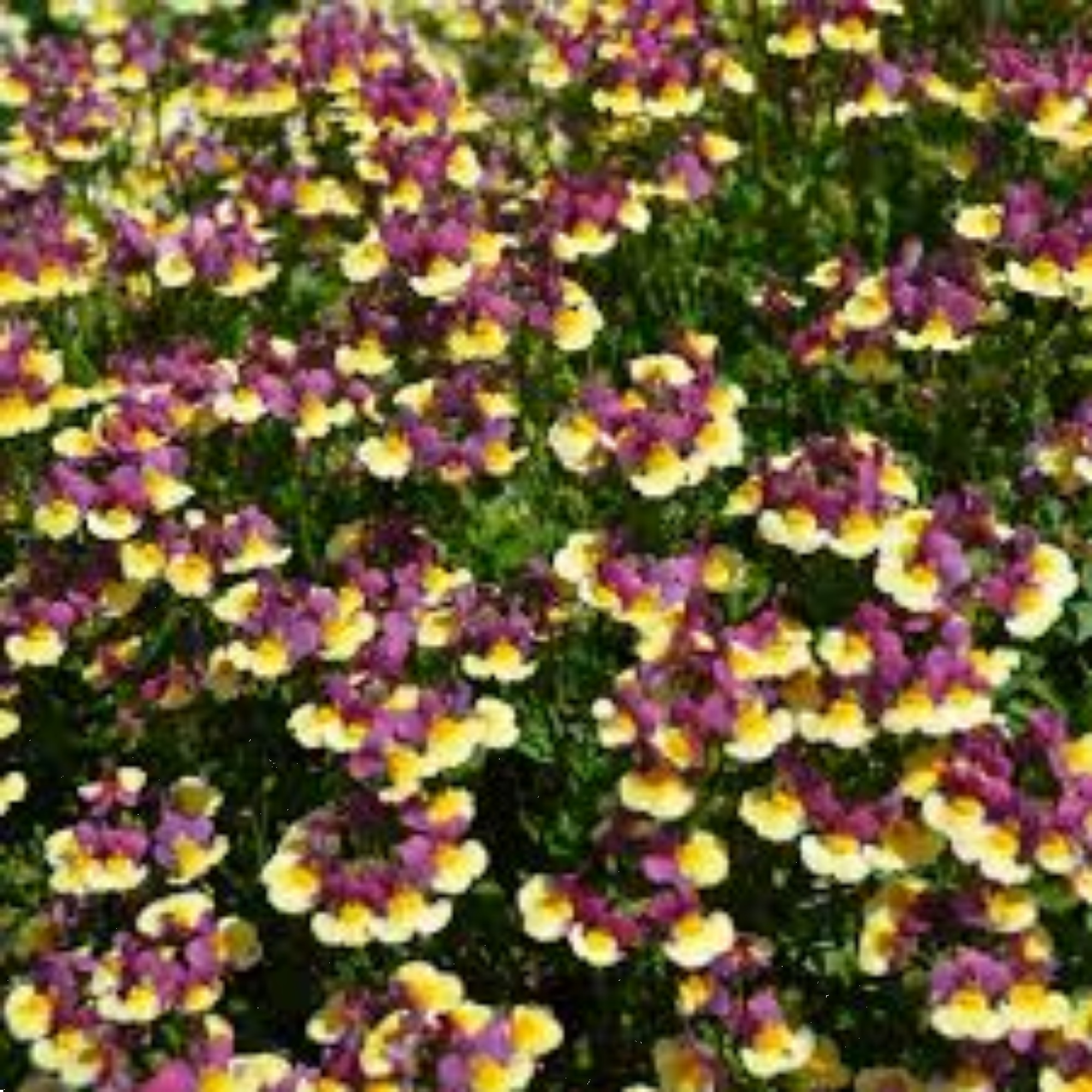Nemesia Rhubarb Custard 140mm