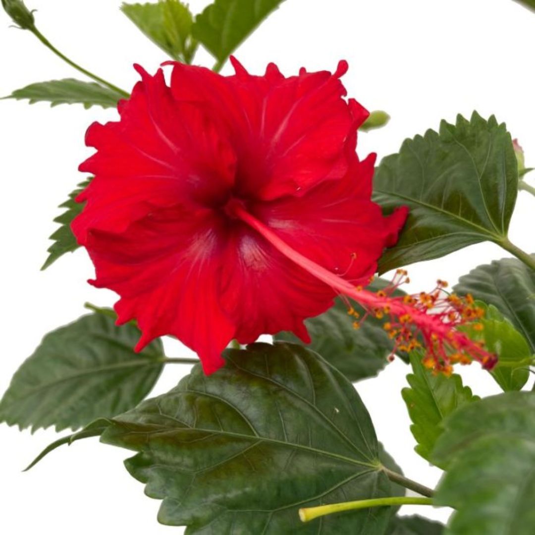 Hibiscus Psyche Red 200mm