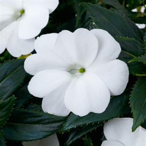 Sun Impatiens White 140mm