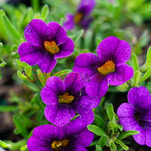 Calibrachoa Starjump Blue 140mm